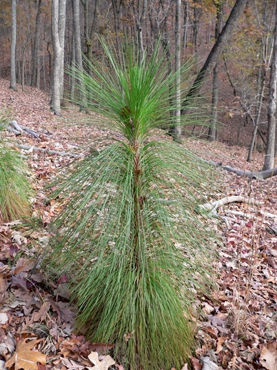 {Pinus palustris}